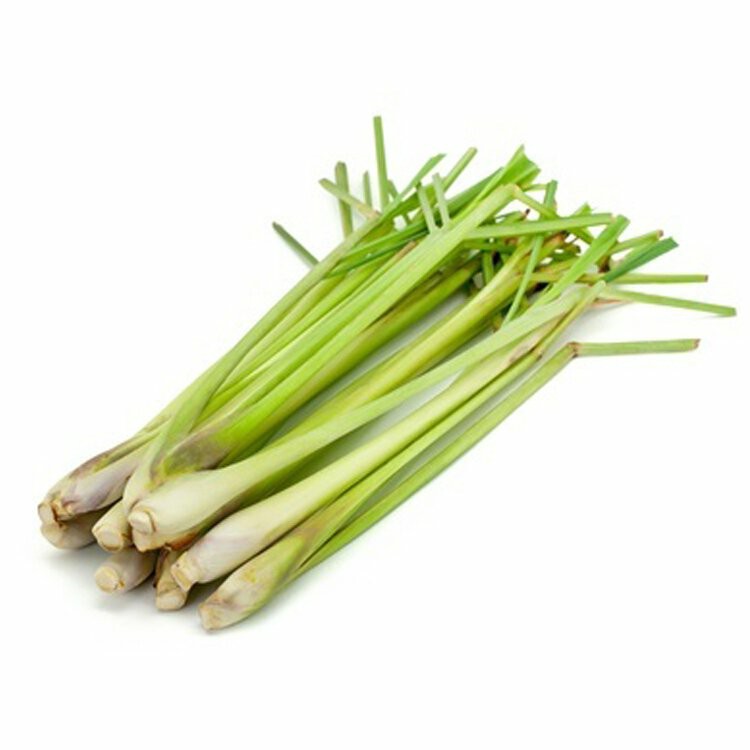 Frisch Zitronengrass