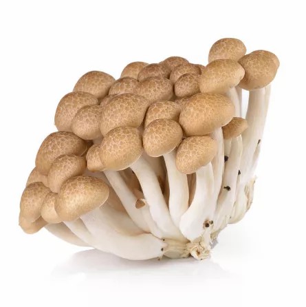 [11291] Frisch Shimeji Braun Pilze 150g
